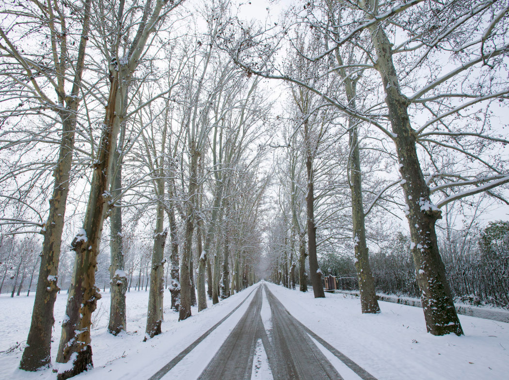 Carretera recta cubierta de nieve vista de frente, flanqueada por árboles muy altos