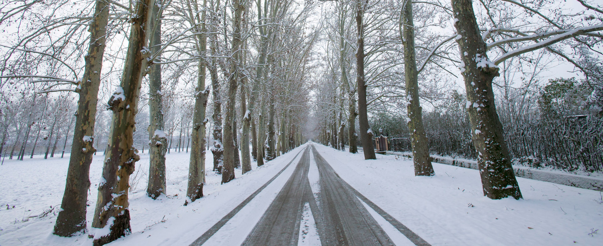 Carretera recta cubierta de nieve vista de frente, flanqueada por árboles muy altos