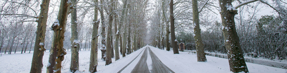 Carretera rodeada de árboles nevada