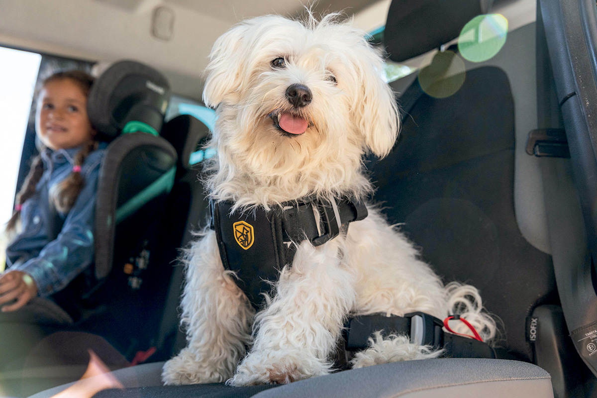 Viajar en coche con perros: Transportines, cobertores de asientos, arneses