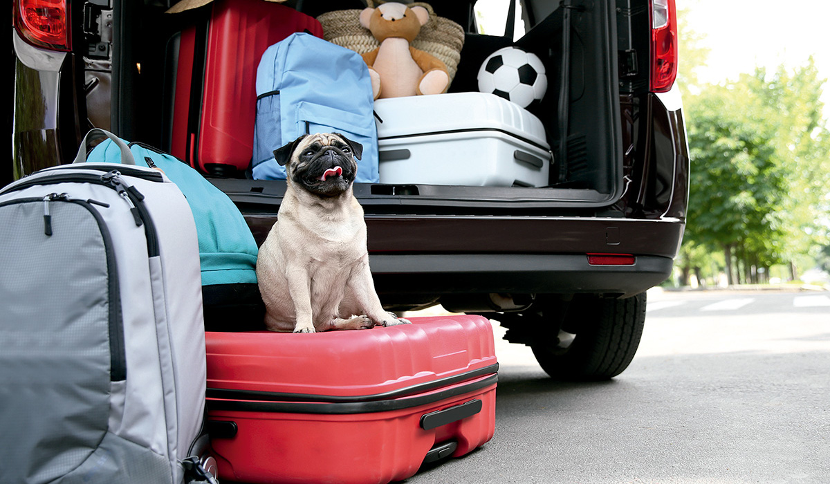 DGT - Cómo transportar mascotas con seguridad