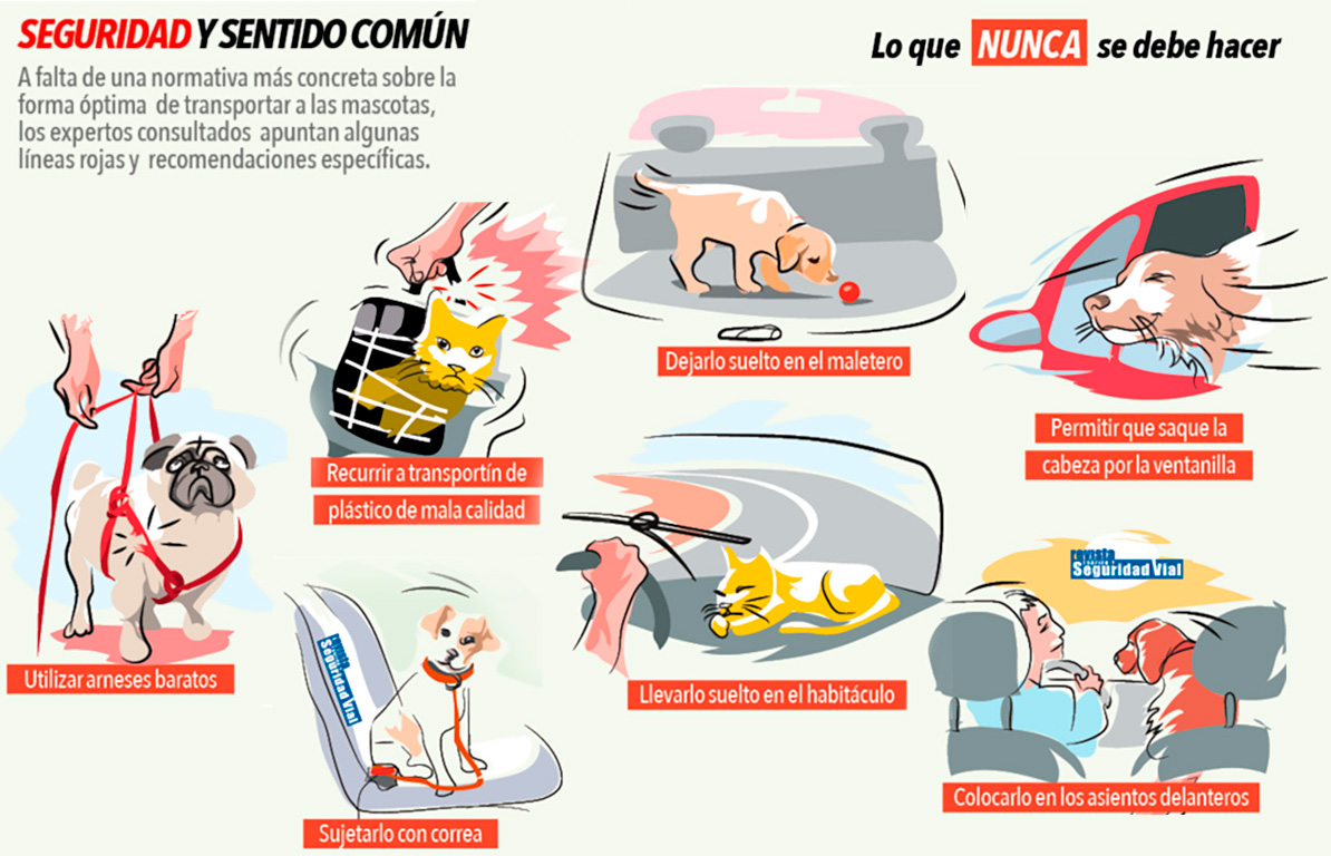 Este es el cinturón de seguridad definitivo para viajar con tu perro en el  coche, con un precio mínimo