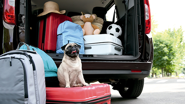 Mascotas en el coche: la familia… y uno más