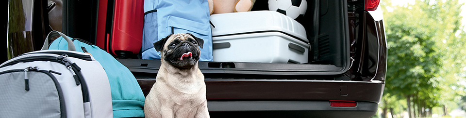 Transportar mascotas con seguridad