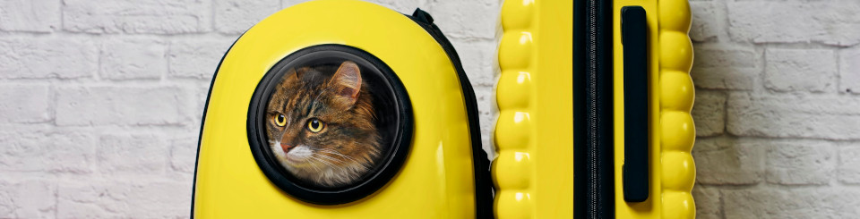 Gato dentro de un transportín