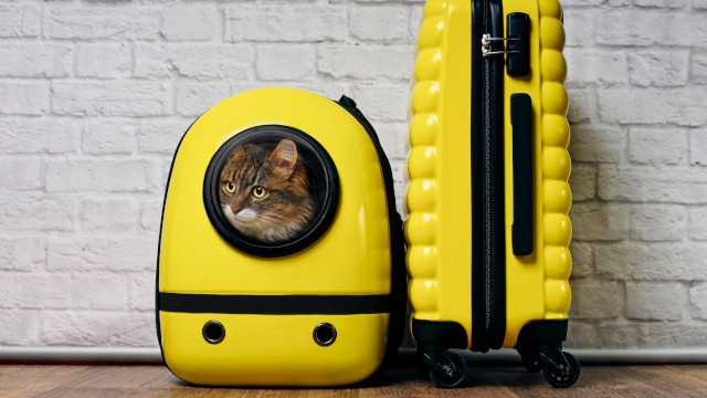 Pasajeros de cuatro patas: ¿Sabemos proteger a nuestras mascotas?
